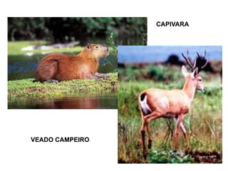 CAPIVARA
VEADO CAMPEIRO
 