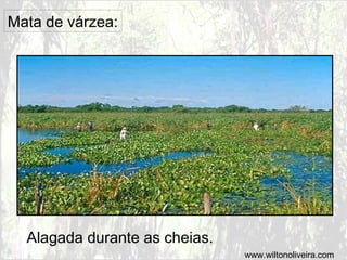 Mata de várzea:
Alagada durante as cheias.
www.wiltonoliveira.com
 