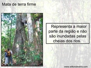 Mata de terra firme
Representa a maior
parte da região e não
são inundadas pelas
cheias dos rios.
www.wiltonoliveira.com
 