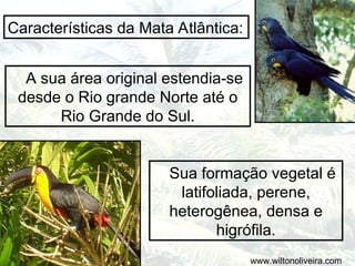 A sua área original estendia-se
desde o Rio grande Norte até o
Rio Grande do Sul.
Características da Mata Atlântica:
Sua formação vegetal é
latifoliada, perene,
heterogênea, densa e
higrófila.
www.wiltonoliveira.com
 