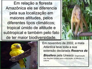 Em relação a floresta
Amazônica ele se diferencia
pela sua localização em
maiores altitudes, pelos
diferentes tipos climáticos;
tropical úmido de altitude e
subtropical e também pelo fato
de ter maior biodiversidade.
Em novembro de 2002, a mata
Atlântica teve toda a sua
extensão declarada Reserva da
Biosfera pela Unesco Organização
das Nações Unidas para a educação, a ciência e a
cultura.
 