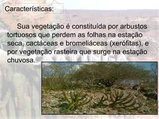 Características:
Sua vegetação é constituída por arbustos
tortuosos que perdem as folhas na estação
seca, cactáceas e bromeliáceas (xerófitas), e
por vegetação rasteira que surge na estação
chuvosa.
 