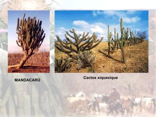 O Cerrado:
É o segundo bioma mais extenso do
Brasil, localizado nas regiões Centro-oeste,
Nordeste e Sudeste.
A região se tornou
um grande produtora
de soja, porém os
impactos ambientais
são desastrosos.
MANDACARÚ
Cactos xiquexique
 