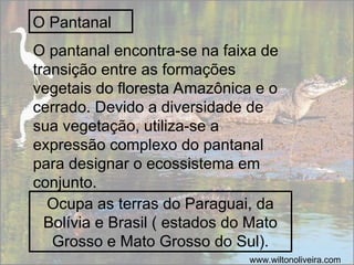 O Pantanal
Ocupa as terras do Paraguai, da
Bolívia e Brasil ( estados do Mato
Grosso e Mato Grosso do Sul).
www.wiltonoliveira.com
O pantanal encontra-se na faixa de
transição entre as formações
vegetais do floresta Amazônica e o
cerrado. Devido a diversidade de
sua vegetação, utiliza-se a
expressão complexo do pantanal
para designar o ecossistema em
conjunto.
 