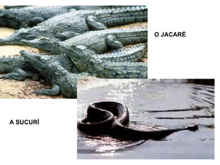 O JACARÉ
A SUCURÍ
 