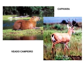 CAPIVARA
VEADO CAMPEIRO
 