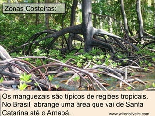 Os manguezais são típicos de regiões tropicais.
No Brasil, abrange uma área que vai de Santa
Catarina até o Amapá.
Zonas Costeiras:
www.wiltonoliveira.com
 