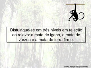 Distuingue-se em três níveis em relação
ao relevo: a mata de igapó, a mata de
várzea e a mata de terra firme.
www.wiltonoliveira.com
 
