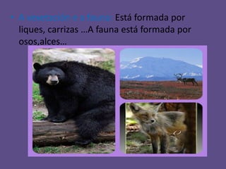 • A vexetación e a fauna: Está formada por
  liques, carrizas …A fauna está formada por
  osos,alces…
 