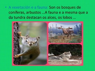 • A vexetación e a fauna: Son os bosques de
  coníferas, arbustos …A fauna e a mesma que a
  da tundra destacan os alces, os lobos …
 