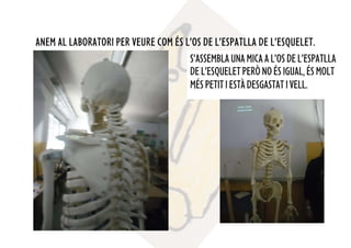 ANEM AL LABORATORI PER VEURE COM ÉS L’OS DE L’ESPATLLA DE L’ESQUELET.
S’ASSEMBLAUNAMICAAL’OSDEL’ESPATLLA
DEL’ESQUELETPERÒNOÉSIGUAL,ÉSMOLT
MÉSPETITIESTÀDESGASTATIVELL.
 