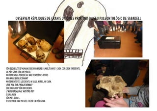 OBSERVEM RÈPLIQUES DE CRANIS D’HOMES PRIMITIUS MUSEU PALEONTOLÒGIC DE SABADELL
SÓNESQUELETSD’HUMANSQUEVANVIUREFA MOLTSANYSICADACOPERENDIFERENTS.
LAMÉSGRANERAUNPIRATA
NOTENENNASPERQUÈALNASTENIMPOCSOSSOS
VANANAREVOLUCIONANT
NOTENENTOTESLESDENTS,NIULLS,NIPEL,NICARN.
QUE VOL DIR EVOLUCIONAR?
QUECADACOPSÓNDIFERENTS.
S’ASSEMBLAEN AL NOSTRE OS?
SI UNA MICA
SÓN MÉSDURES
S’ASSEMBLAUNAMICA ELCOLORLAMÉSGRAN.
 