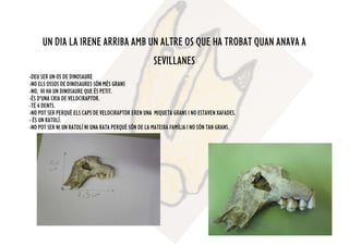 UN DIA LA IRENE ARRIBA AMB UN ALTRE OS QUE HA TROBAT QUAN ANAVA A
SEVILLANES
-DEU SER UN OS DE DINOSAURE
-NO ELS OSSOS DE DINOSAURES SÓN MÉS GRANS
-NO, HI HA UN DINOSAURE QUE ÉS PETIT.
-ÉS D’UNA CRIA DE VELOCIRAPTOR.
-TÉ 4 DENTS.
-NO POT SER PERQUÈ ELS CAPS DE VELOCIRAPTOR EREN UNA MIQUETA GRANS I NO ESTAVEN XAFADES.
- ÉS UN RATOLÍ.
-NO POT SER NI UN RATOLÍ NI UNA RATA PERQUÈ SÓN DE LA MATEIXA FAMÍLIA I NO SÓN TAN GRANS.
 
