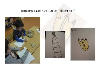 DIBUIXEM L’OS I ENS FIXEM AMB ELS DETALLS I LA FORMA QUE TÉ.
 