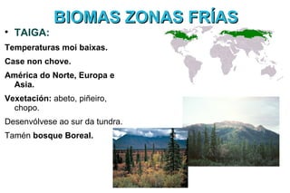 BIOMAS ZONAS FRÍAS

    TAIGA:
Temperaturas moi baixas.
Case non chove.
América do Norte, Europa e
 Asia.
Vexetación: abeto, piñeiro,
  chopo.
Desenvólvese ao sur da tundra.
Tamén bosque Boreal.
 