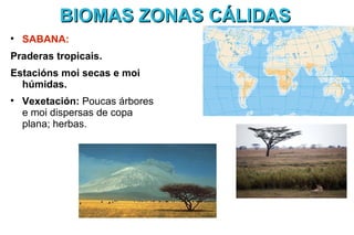 BIOMAS ZONAS CÁLIDAS

    SABANA:
Praderas tropicais.
Estacións moi secas e moi
  húmidas.

    Vexetación: Poucas árbores
    e moi dispersas de copa
    plana; herbas.
 