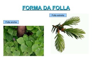 FORMA DA FOLLA
                      Folla estreita


Folla ancha
 