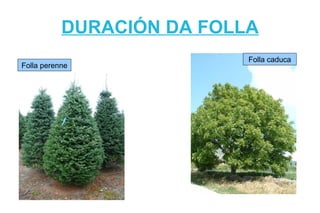 DURACIÓN DA FOLLA
                           Folla caduca
Folla perenne
 
