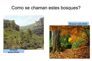 Como se chaman estes bosques?


                           Bosque caducifolio




  Bosque
perennifolio
 