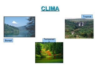 CLIMA
                    Tropical




         Temperad
Boreal
            o
 