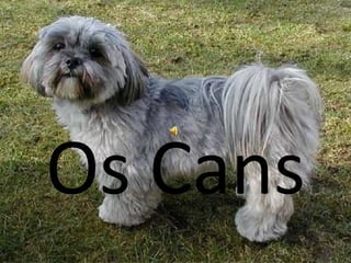 Os Cans
 