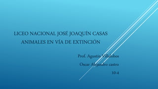 LICEO NACIONAL JOSÉ JOAQUÍN CASAS
ANIMALES EN VÍA DE EXTINCIÓN
Prof. Agustín Villalobos
Oscar Alejandro castro
10-4
 