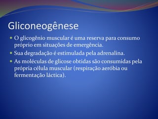 Gliconeogênese
 O glicogênio muscular é uma reserva para consumo
próprio em situações de emergência.
 Sua degradação é estimulada pela adrenalina.
 As moléculas de glicose obtidas são consumidas pela
própria célula muscular (respiração aeróbia ou
fermentação láctica).
 
