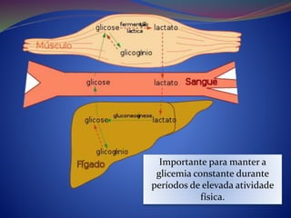 Importante para manter a
glicemia constante durante
períodos de elevada atividade
física.
 