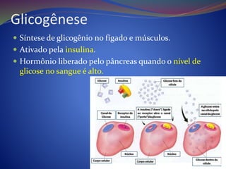 Glicogênese
 Síntese de glicogênio no fígado e músculos.
 Ativado pela insulina.
 Hormônio liberado pelo pâncreas quando o nível de
glicose no sangue é alto.
 
