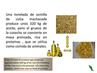 Una tonelada de semilla de colza machacada produce unos 320 kg de aceite, pero el grueso de la cosecha se convierte en masa prensada, rica en proteínas , que se utiliza como comida de animales.A ton of seed of crushed rape produces approximately 320 kg of oil, but the thickness of the crop turns into pressed, rich mass into proteins, which one uses as food of animals.