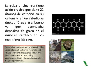 La colza original contiene acido erucíco que tiene 22 átomos de carbono en su cadena y  en un estudio se descubrió que era bueno ya que acumulaba depósitos de grasa en el musculo cardiaco en los mamíferos jóvenes.The original rape contains acid erucíco that has 22 atoms of carbon in his chain and in a study there was discovered that it was good since it was accumulating warehouses of fat in the cardiac muscle in the young mammals.