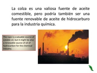 La colza es una valiosa fuente de aceite comestible, pero podría también ser una fuente renovable de aceite de hidrocarburo para la industria química.The rape is a valuable source of eatable oil, but it might be also a renewable source of oil of hydrocarbon for the chemical industry.