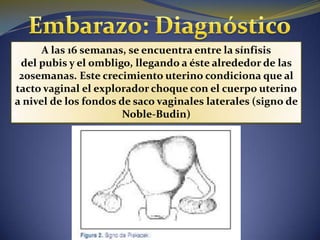 A las 16 semanas, se encuentra entre la sínfisis
 del pubis y el ombligo, llegando a éste alrededor de las
 20semanas. Este crecimiento uterino condiciona que al
tacto vaginal el explorador choque con el cuerpo uterino
a nivel de los fondos de saco vaginales laterales (signo de
                       Noble-Budin)
 