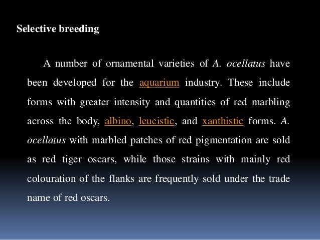 Oscar Fish and Other Common Cichlids
