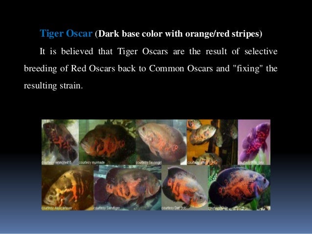 Oscar Fish and Other Common Cichlids