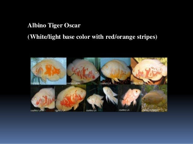 Oscar Fish and Other Common Cichlids Oscar Fish and Other Common Cichlids