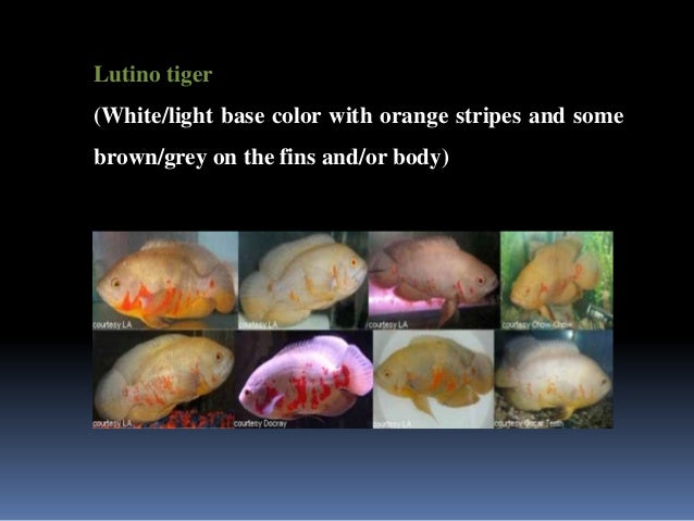 Oscar Fish and Other Common Cichlids