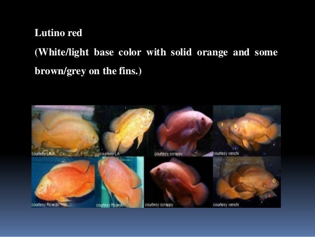 Red oscar fish lifespan