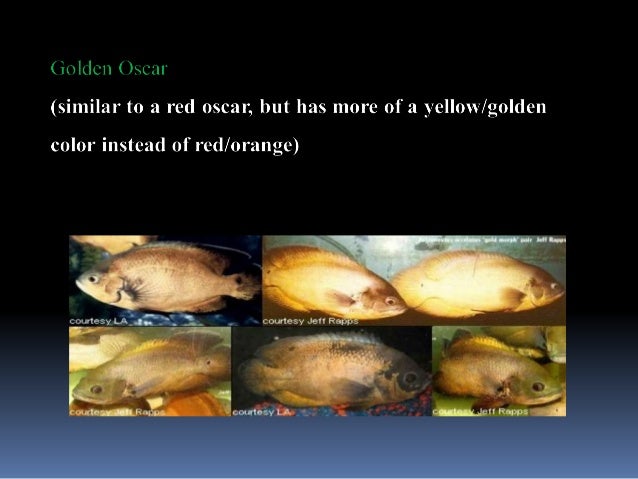 Oscar Fish and Other Common Cichlids