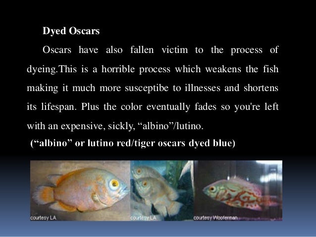 Oscar Fish and Other Common Cichlids