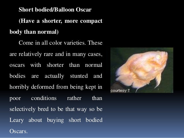 Oscar Fish and Other Common Cichlids