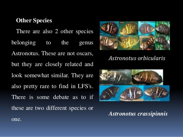 Oscar Fish and Other Common Cichlids Oscar Fish and Other Common Cichlids