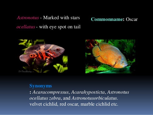 Oscar fish male female identification Main Image