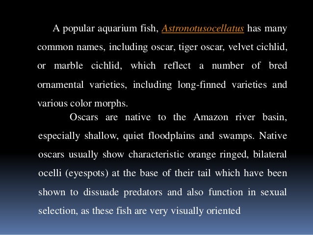 Oscar Fish and Other Common Cichlids Oscar Fish and Other Common Cichlids