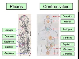 Os centros de força e a pineal