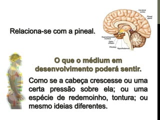 Os centros de força e a pineal