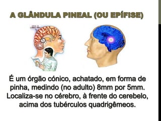Os centros de força e a pineal
