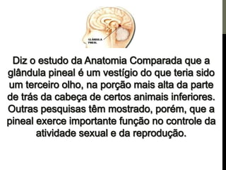 Os centros de força e a pineal