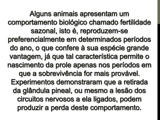 Os centros de força e a pineal