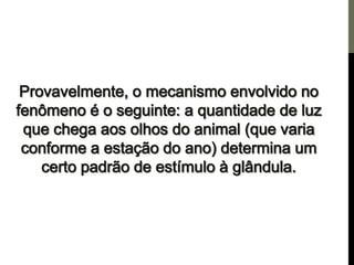 Os centros de força e a pineal